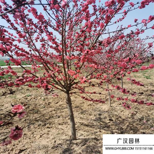 紅葉碧桃 紅葉碧桃