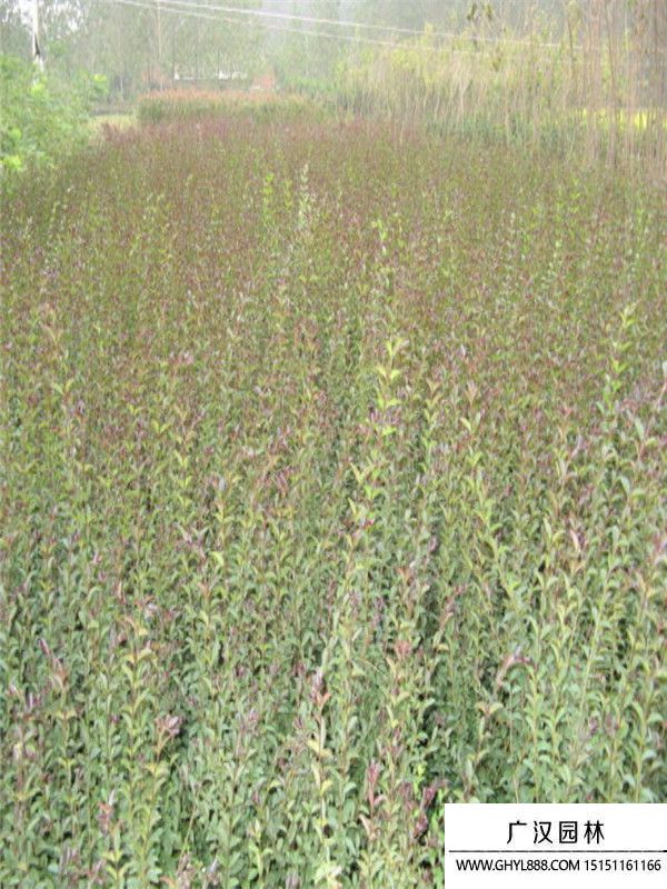 紅葉女貞 紅葉女貞