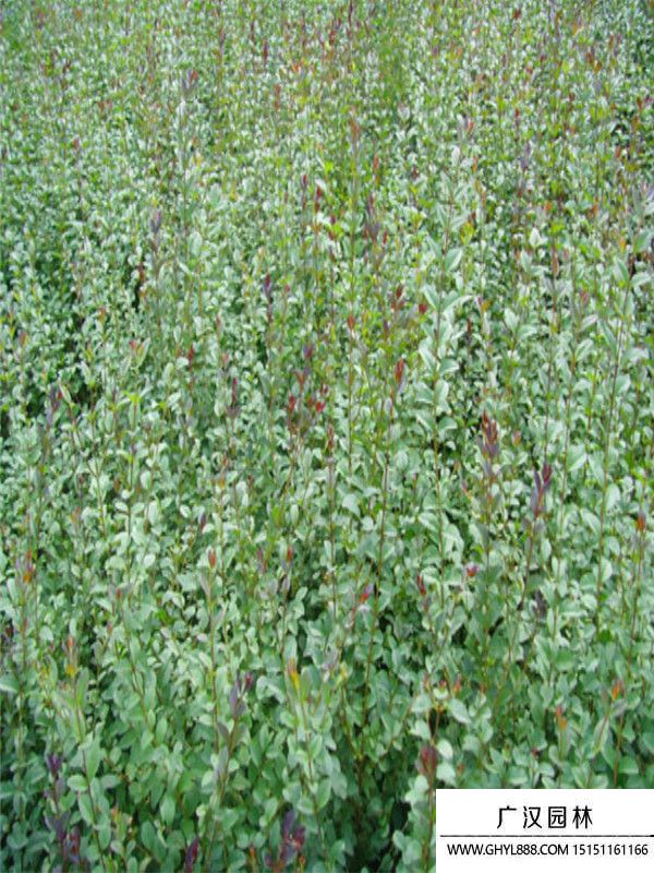 紅葉女貞 紅葉女貞