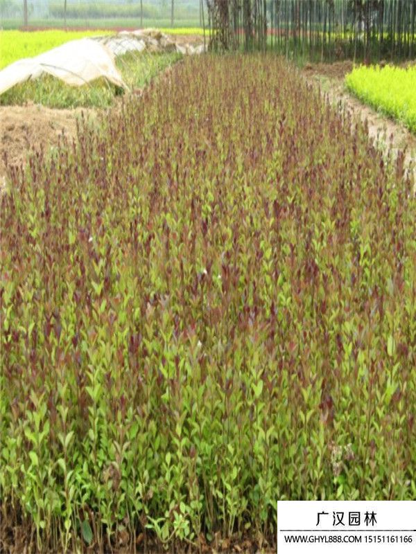 紅葉女貞 紅葉女貞