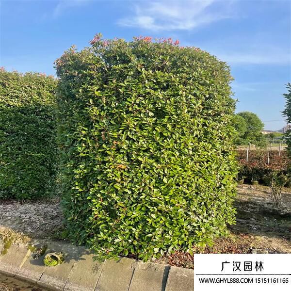 紅葉石楠柱 紅葉石楠柱