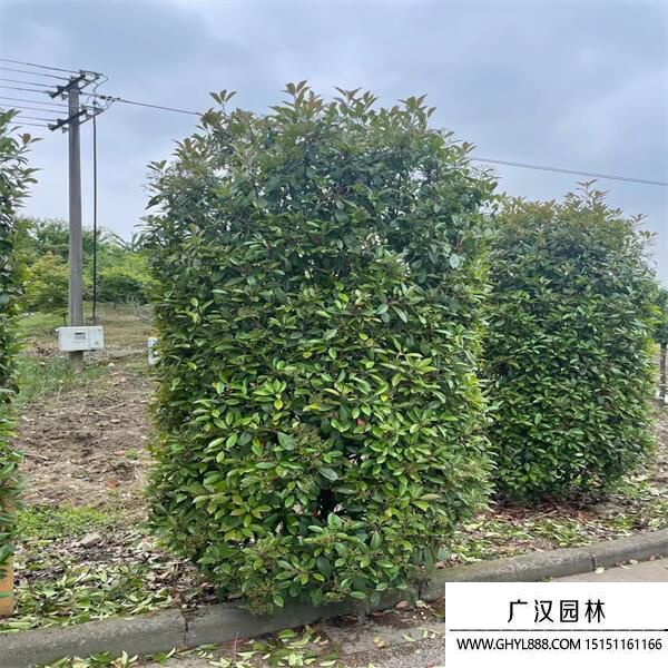 紅葉石楠柱 紅葉石楠柱