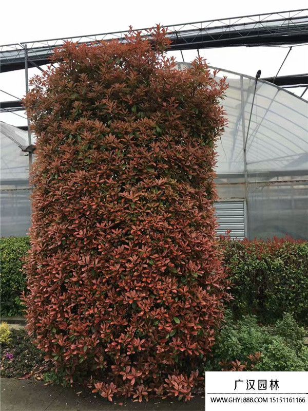 紅葉石楠柱 紅葉石楠柱