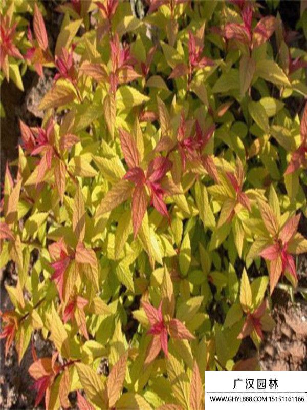 金山繡線菊 金山繡線菊