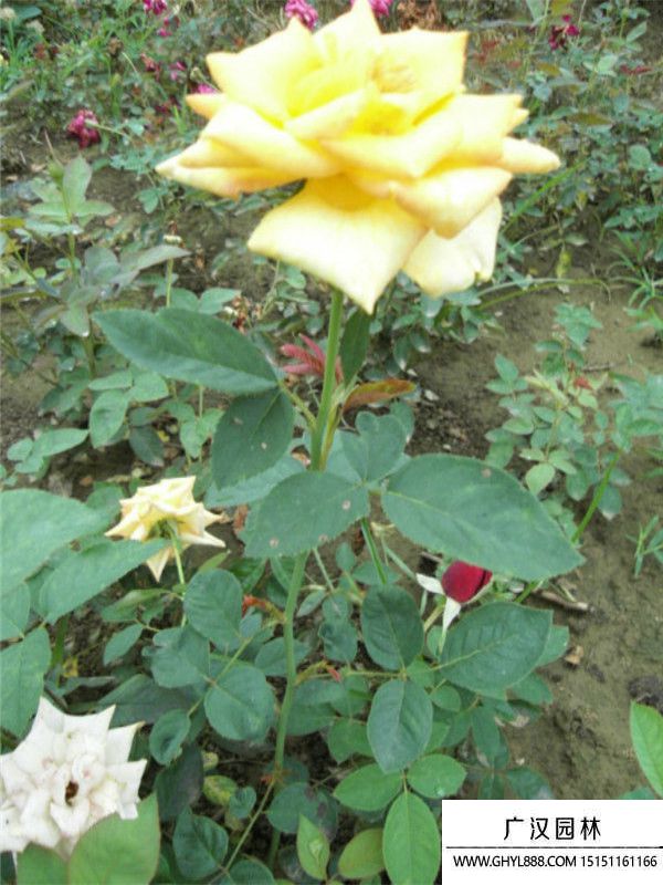 黃帽月季 黃帽月季