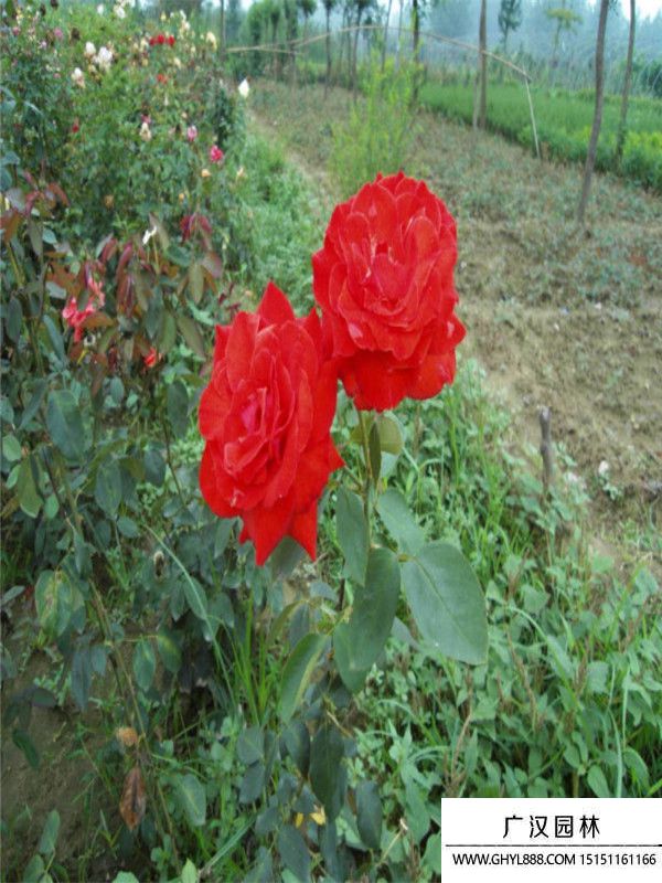 黃帽月季 黃帽月季