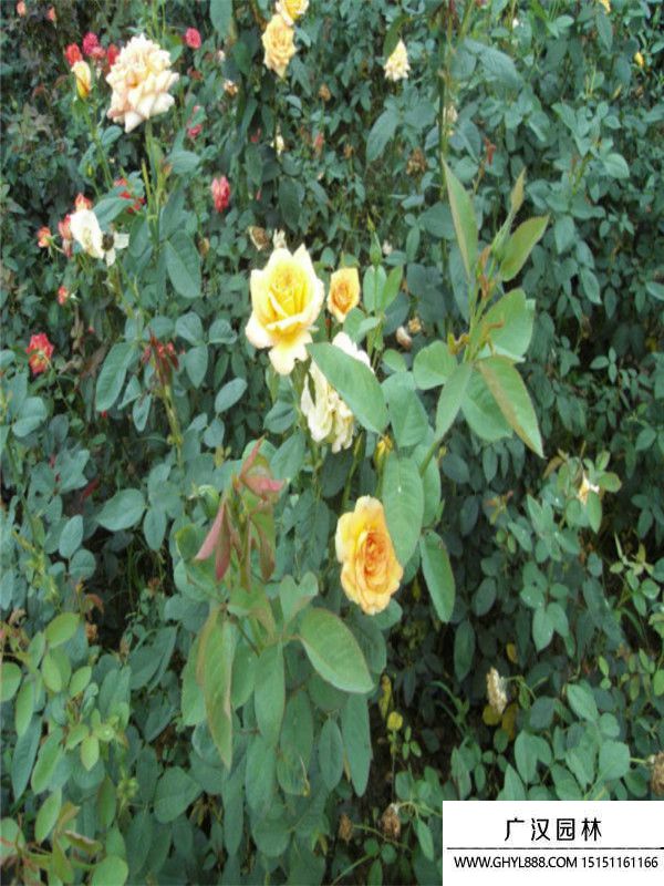 黃帽月季 黃帽月季