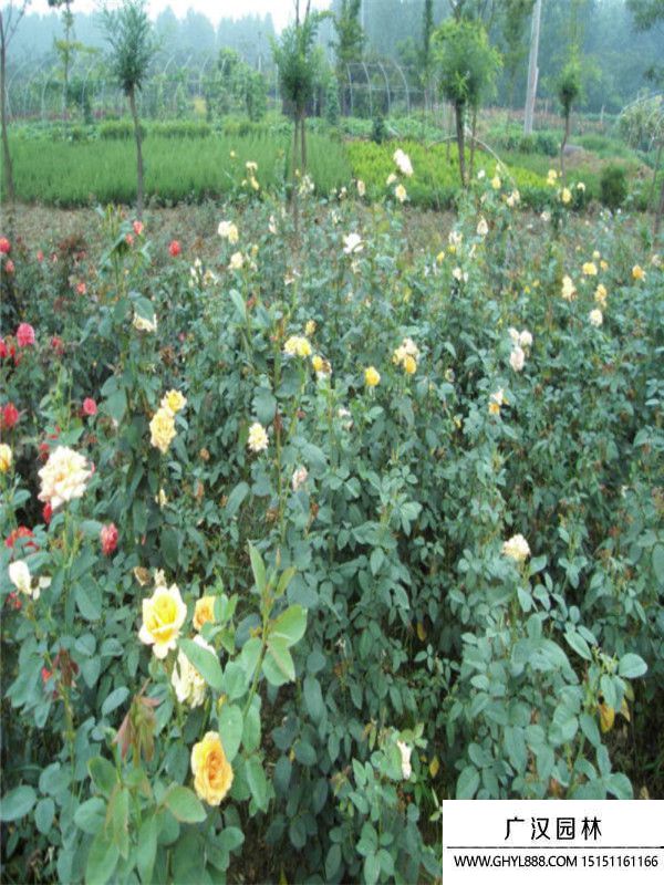 黃帽月季 黃帽月季