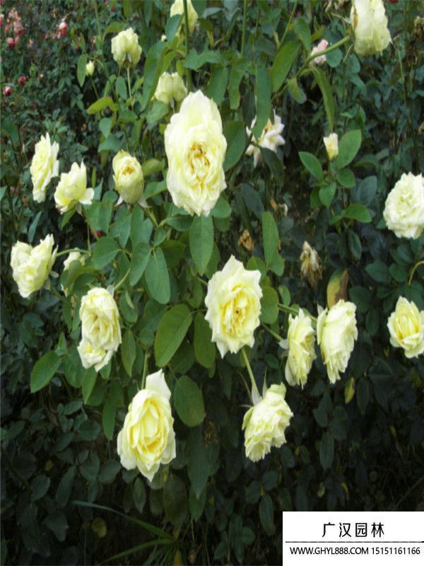 黃帽月季 黃帽月季