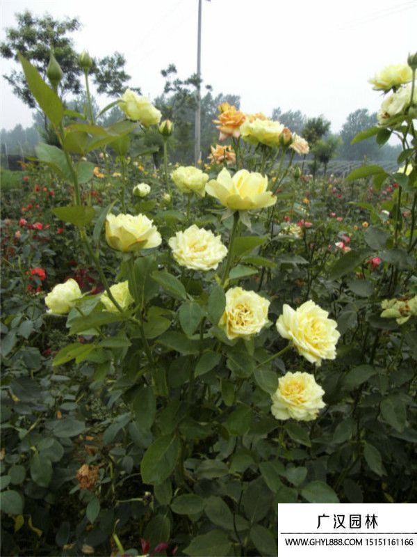 黃帽月季 黃帽月季