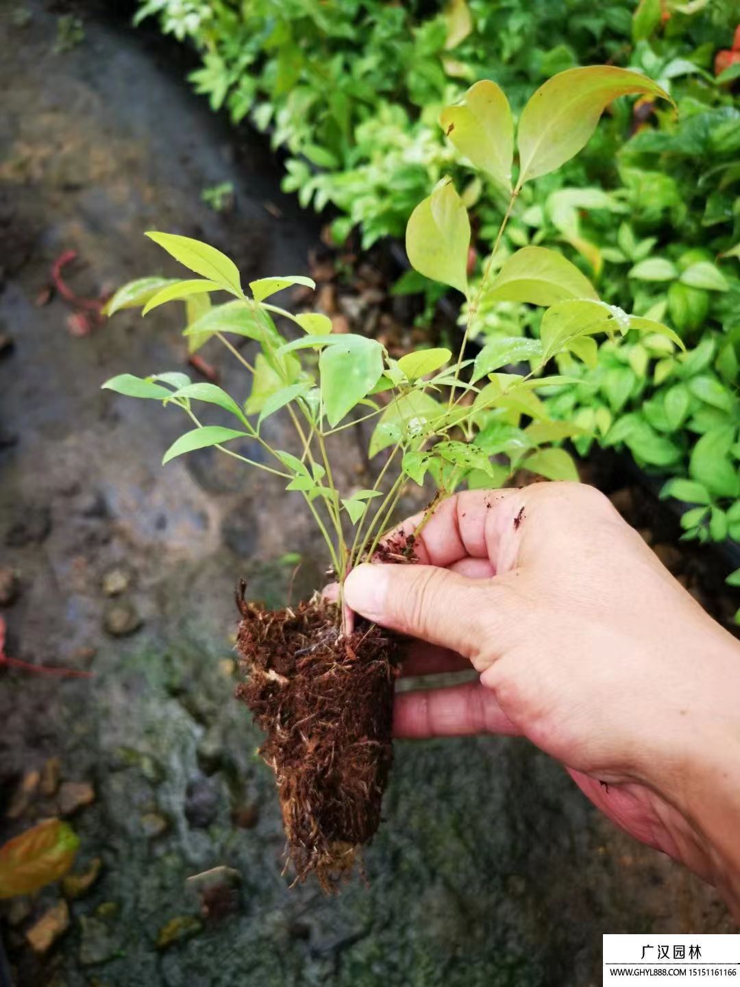 火焰南天竹 火焰南天竹