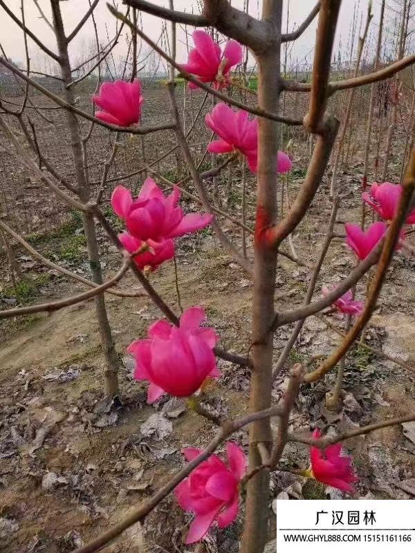 嬌紅玉蘭 嬌紅玉蘭