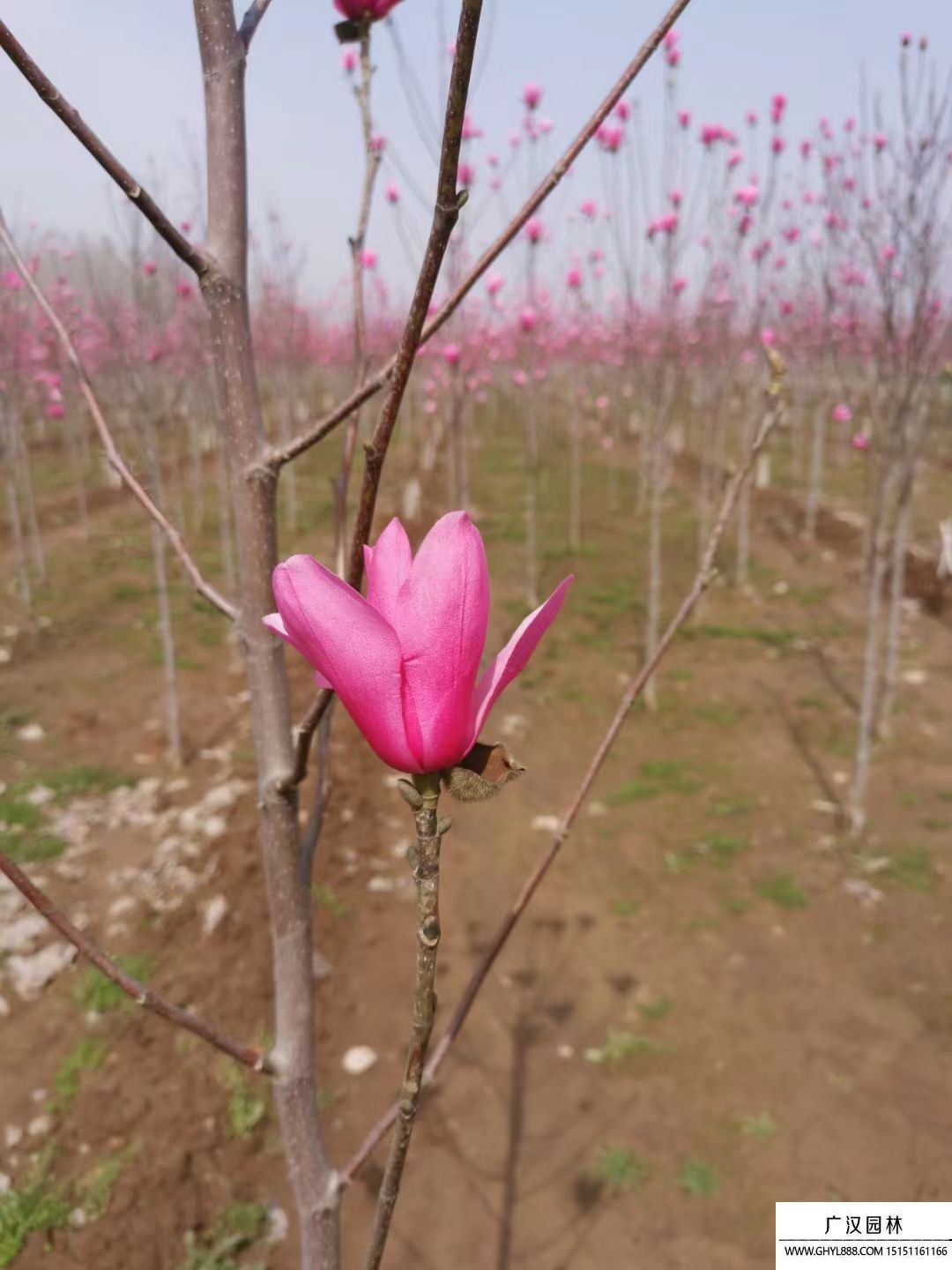 嬌紅玉蘭 嬌紅玉蘭