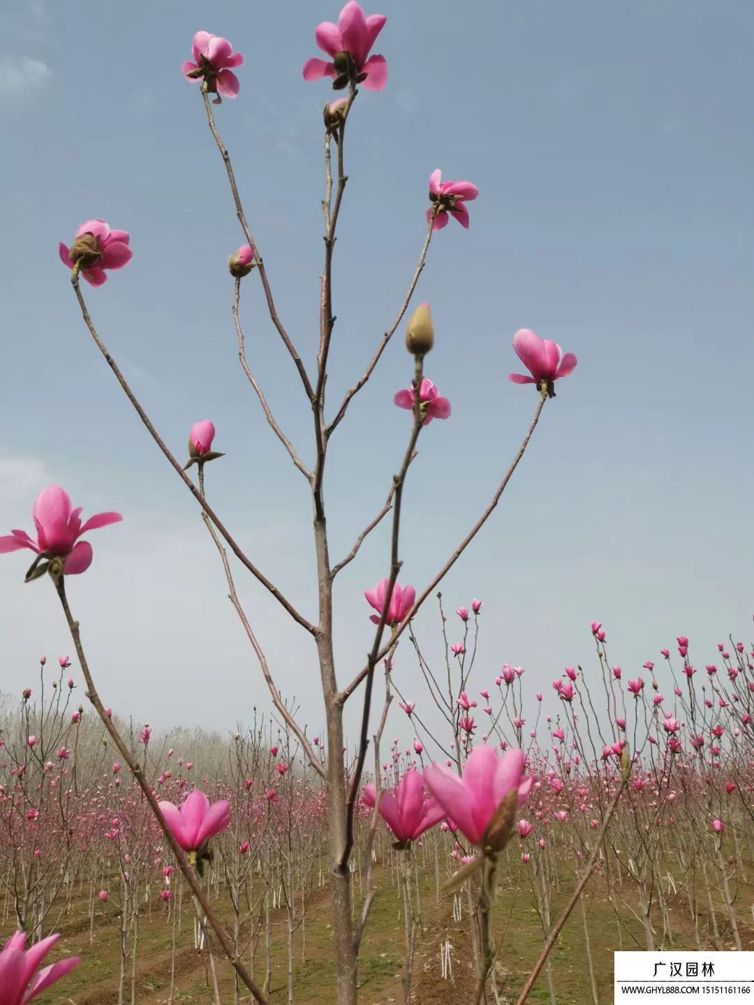 嬌紅玉蘭 嬌紅玉蘭