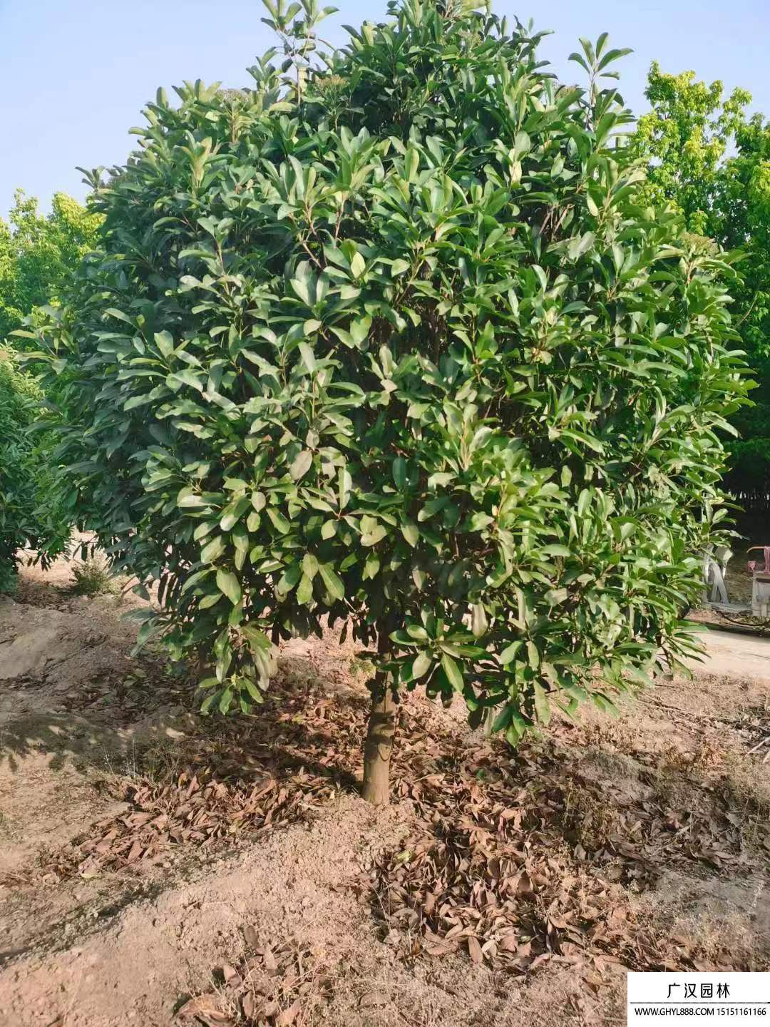 欏木石楠 欏木石楠