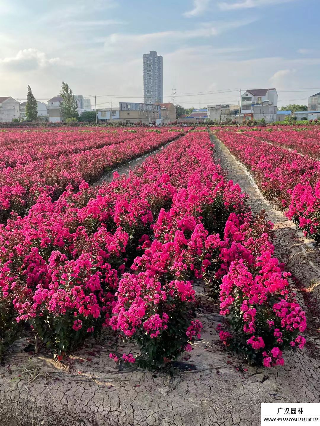 美國(guó)天鵝絨紫薇 美國(guó)天鵝絨紫薇