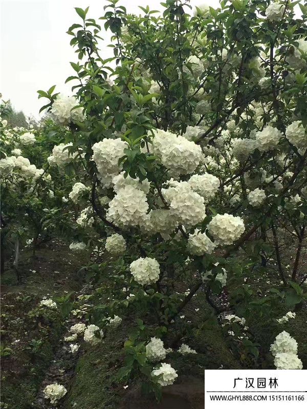 木繡球花 木繡球花