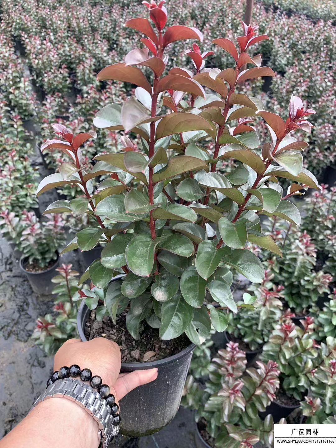 日本矮紫薇 日本矮紫薇