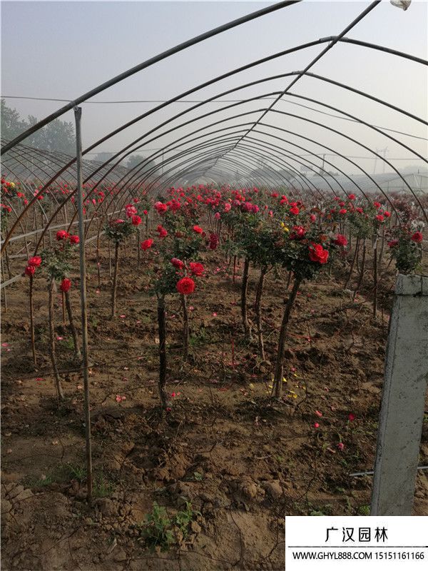 樹狀月季 樹狀月季