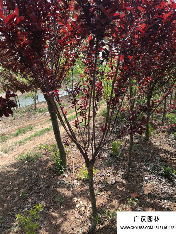 紫葉矮櫻 紫葉矮櫻