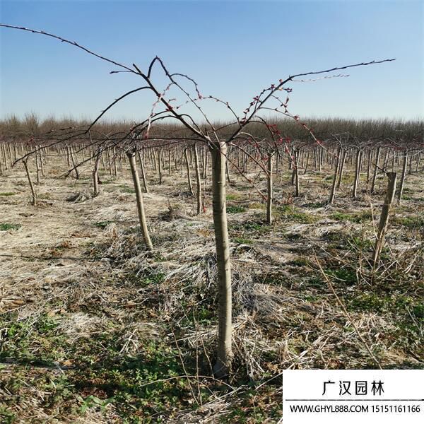 垂枝海棠 垂枝海棠