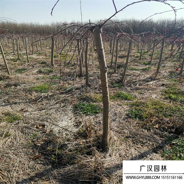 垂枝海棠 垂枝海棠