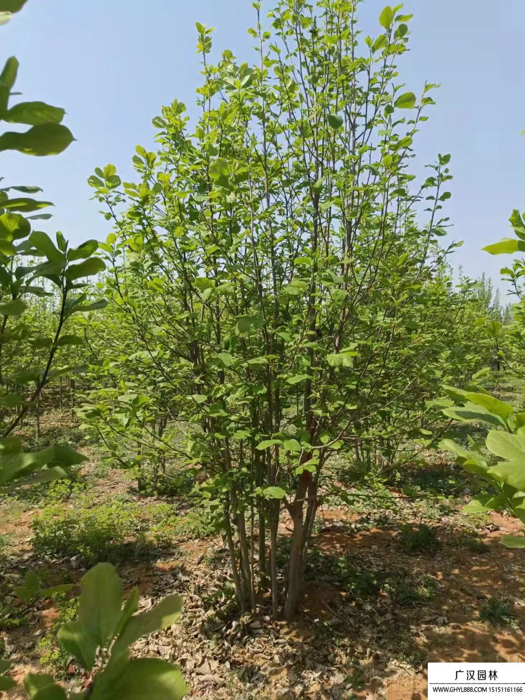 叢生紫玉蘭 叢生紫玉蘭