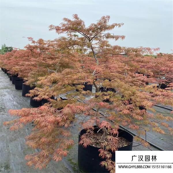 日本羽毛楓 日本羽毛楓