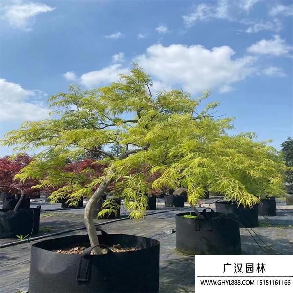 日本羽毛楓 日本羽毛楓