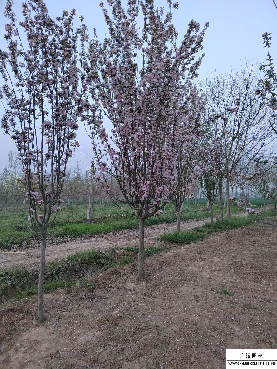 西府海棠 西府海棠