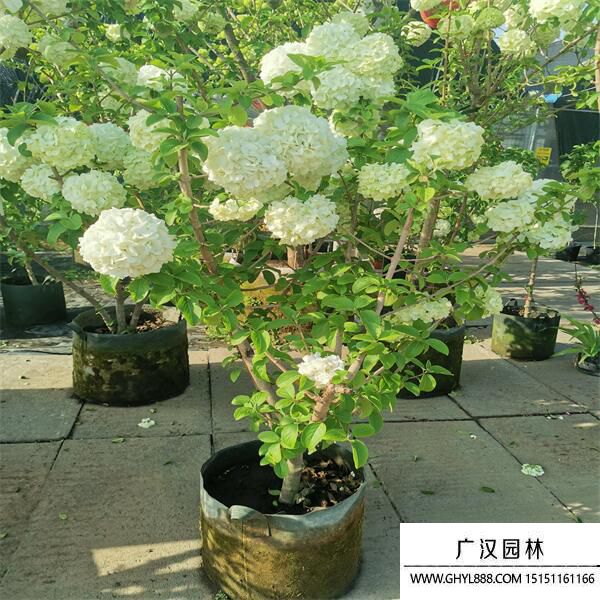 中華木繡球 中華木繡球