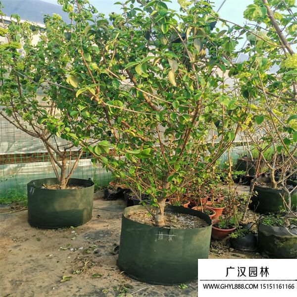 中華木繡球 中華木繡球