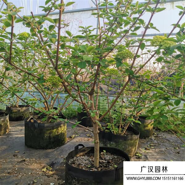 中華木繡球 中華木繡球