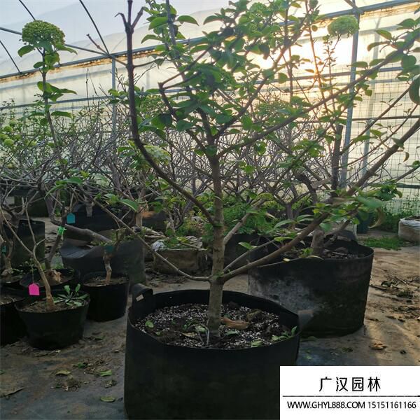 中華木繡球 中華木繡球