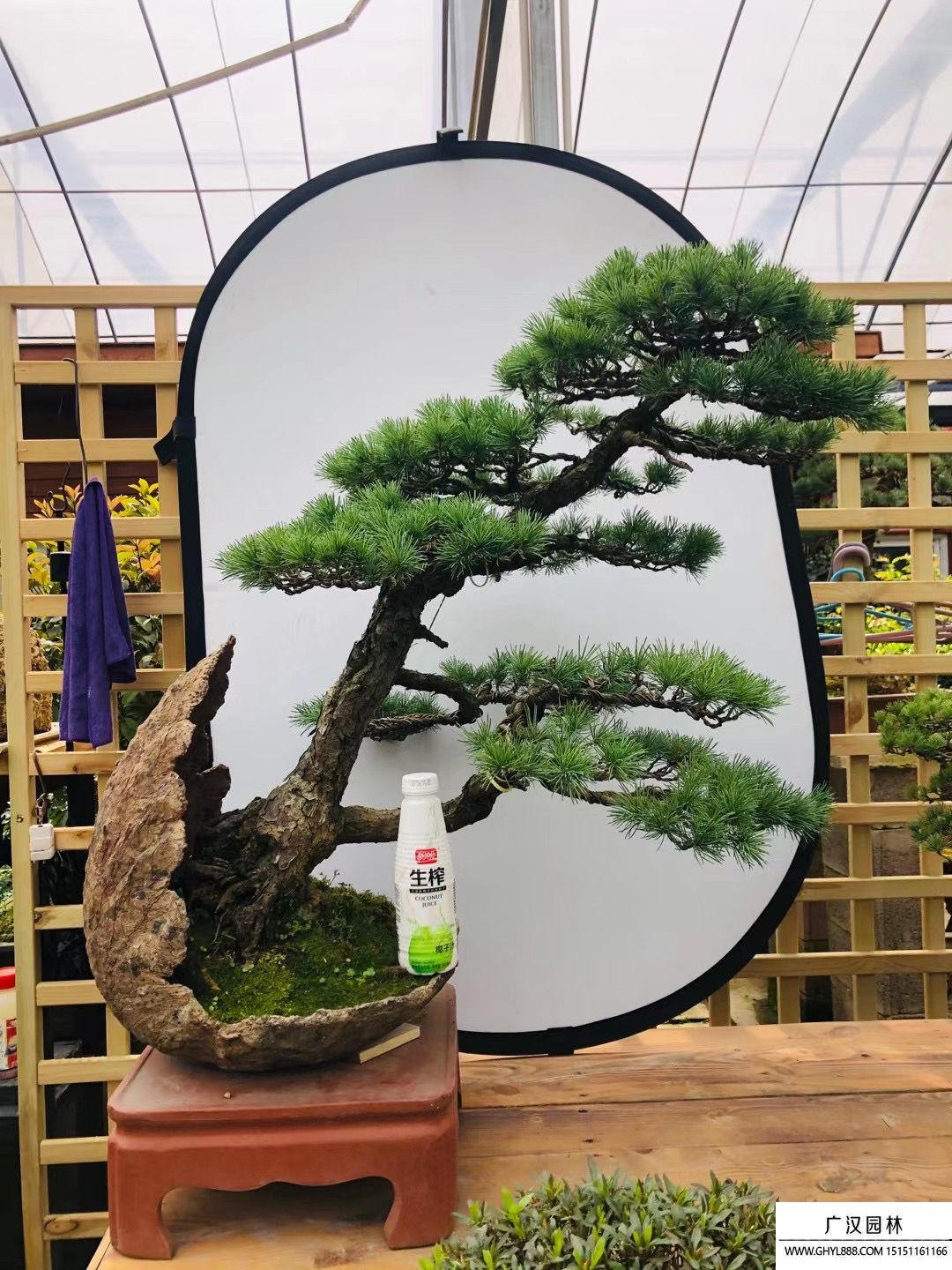 那須五葉松盆景