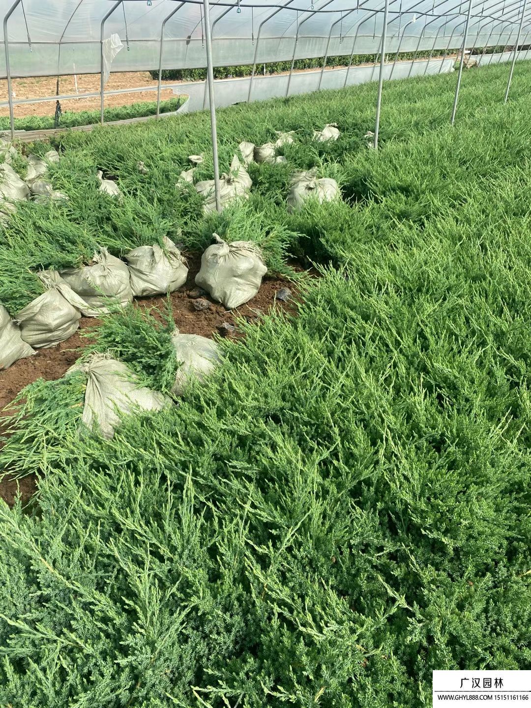 地柏小苗 地柏小苗