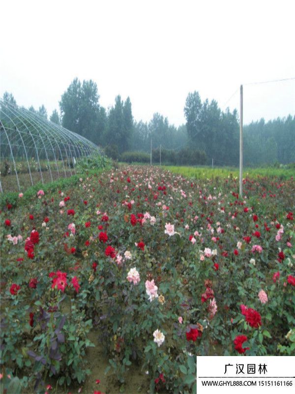 地被月季 地被月季