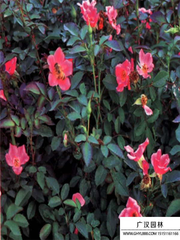 地被月季 地被月季