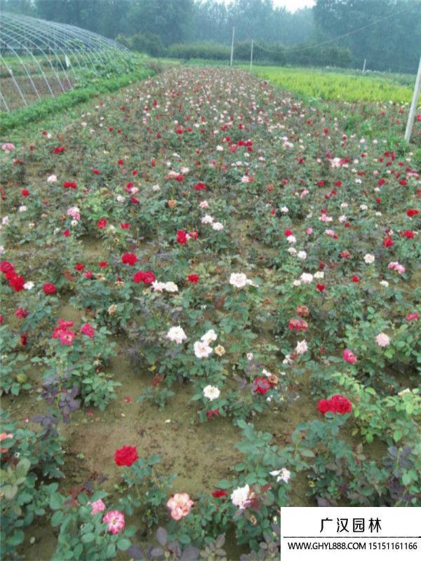 地被月季 地被月季