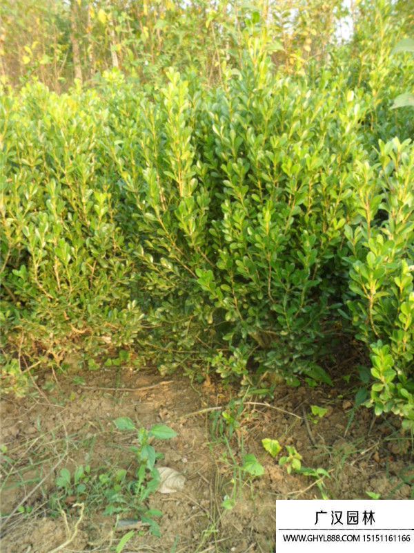 豆瓣黃楊 豆瓣黃楊