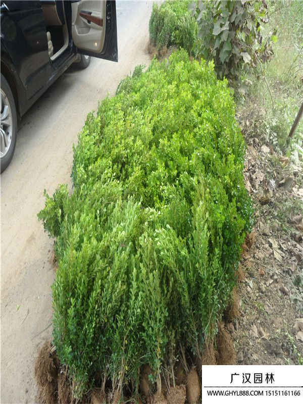 豆瓣黃楊 豆瓣黃楊