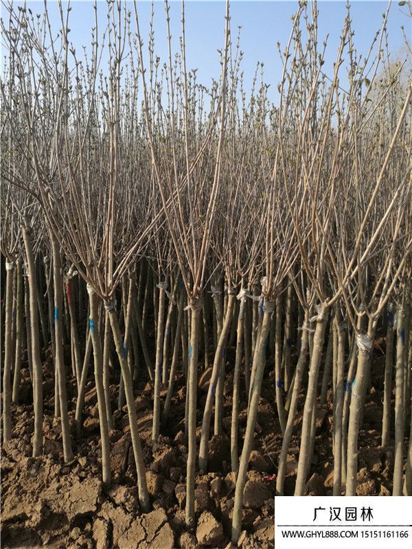 獨(dú)桿丁香 獨(dú)桿丁香