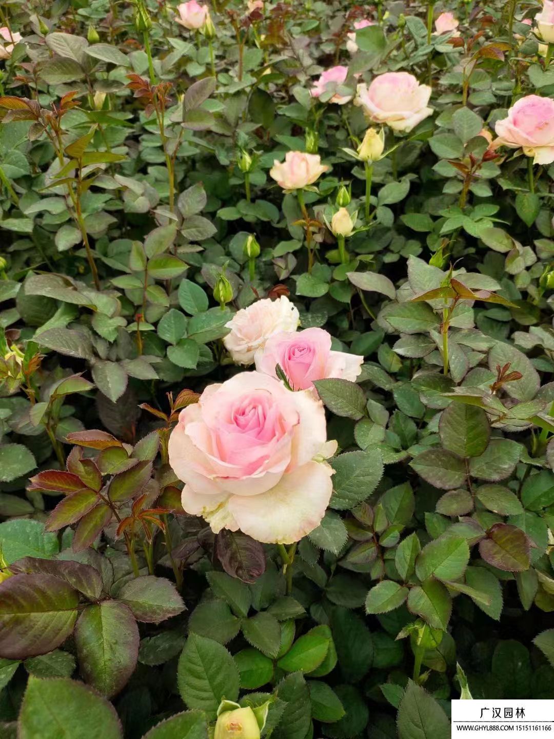 大花月季 大花月季