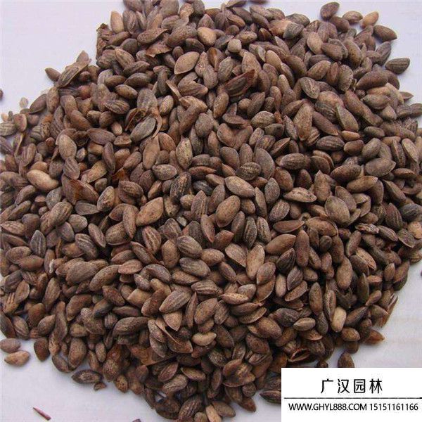 黑松種子 黑松種子