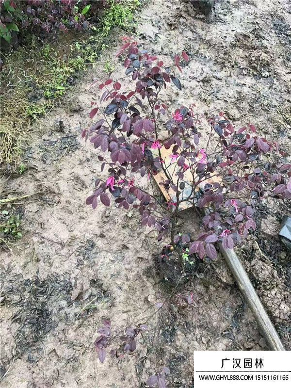 紅花繼木 紅花繼木