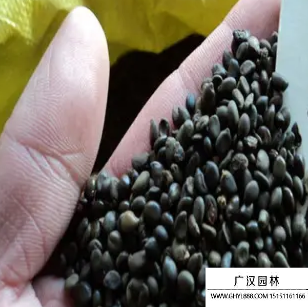 黃花槐種子 黃花槐種子