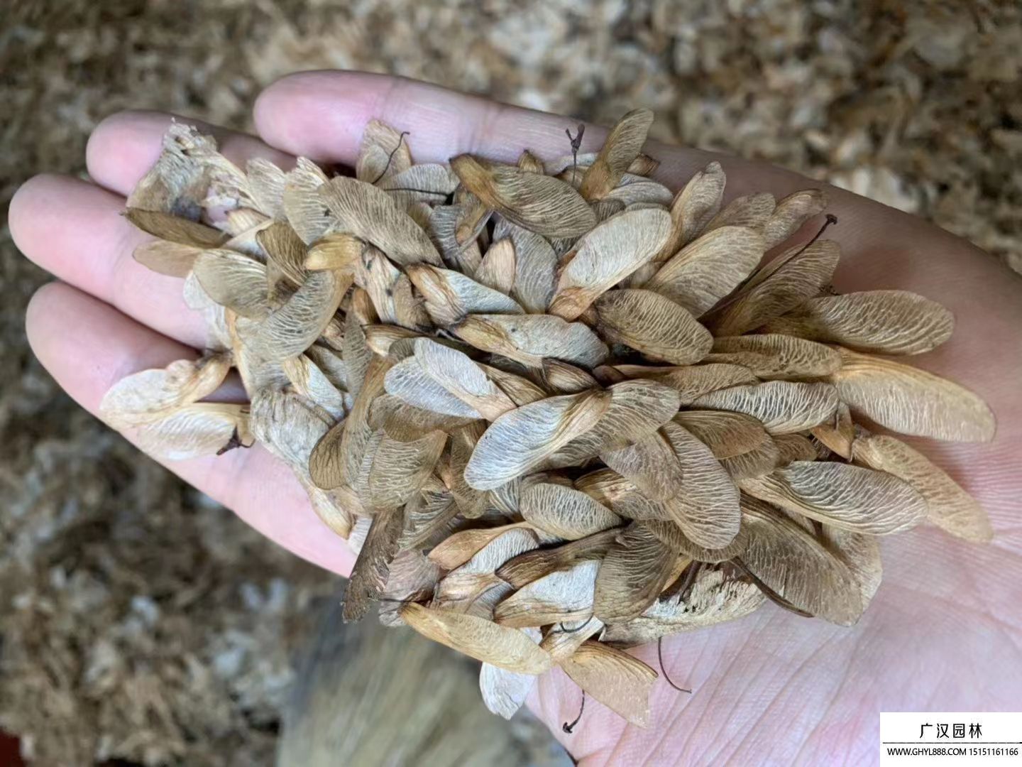 美國紅楓種子 美國紅楓種子