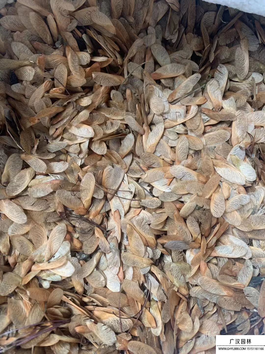 美國紅楓種子 美國紅楓種子