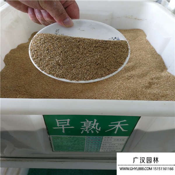 早熟禾種子 早熟禾種子