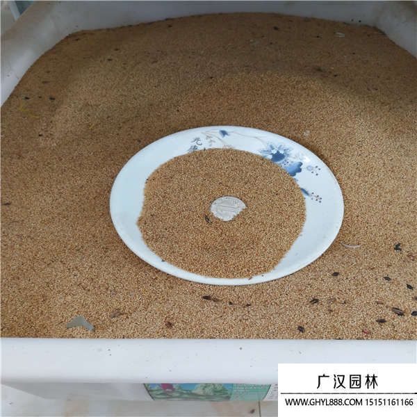 籽粒莧種子 籽粒莧種子